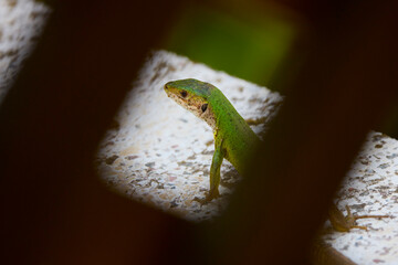 (Lacerta viridis) sits in the sun to warm up
