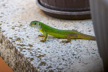 (Lacerta viridis) sits in the sun to warm up