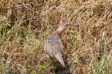 (Phasanius colchicus). the female standing camouflaged in the field