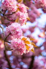 Sakura. Beautiful background with flowers. Mother's day card. Sakura blossoms. It's spring. It's summer. Beautiful cherry blossoms