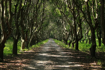 Exploring the Serenity of the Forest Pathway