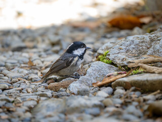 森の中で地面に降りて巣材を集めてくわえているヒガラ