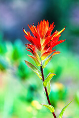Flowering Indian paintbrush on a meadow