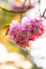Sakura. Beautiful background with flowers. Mother's day card. Sakura blossoms. It's spring. It's summer. Beautiful cherry blossoms