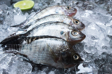 fresh fish on ice