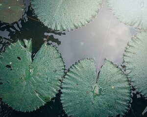 lotus leaves in the pond