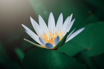 water lily in the pond