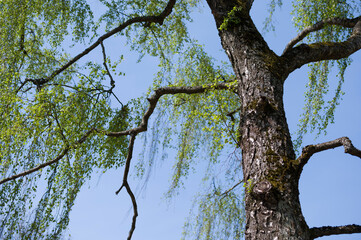 Birch tree trunk with textured bark and fresh green leaves in spring on blue sky background