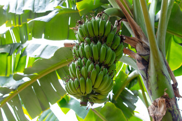 Banana fruits on a banana plantation