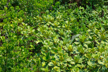 Green trees in a tropical park as a background