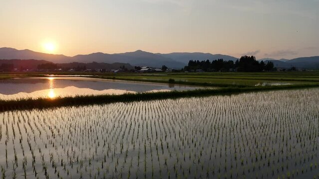田園風景　夕日　水面に反射　6月　空撮　ドローン撮影　農業　イメージ