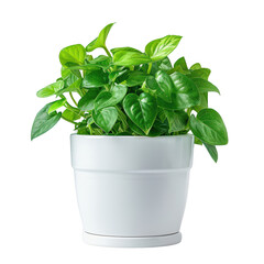 Close-up of vibrant green Pothos houseplant with lush leaves in a white pot, ideal for home and office decor, isolated on white background. transparent background.