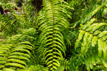 Fern herbaceous plant during rain