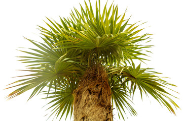 Green palm branch isolated on white background