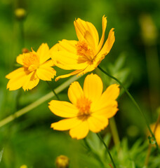 Beautiful yellow flower in a tropical garden
