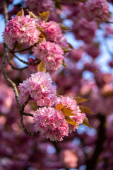 Sakura. Beautiful background with flowers. Mother's day card. Sakura blossoms. It's spring. It's summer. Beautiful cherry blossoms