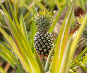 Pineapple grows on a plantation in Thailand
