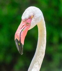Fototapeta premium Portrait of a pink flamingo in the park