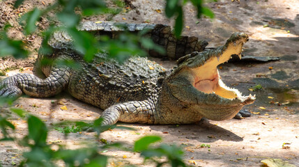 Fototapeta premium The crocodile opened its mouth in the park