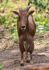 Portrait of a goat in the park