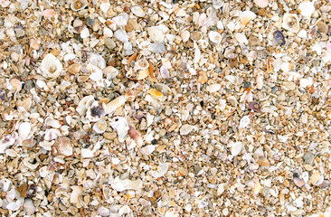 Seashells on the wall as an abstract background. Texture