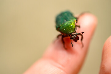 指先のハナムグリ