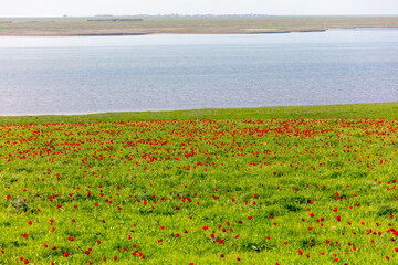 Field with red tulips in the steppe near the lake in spring