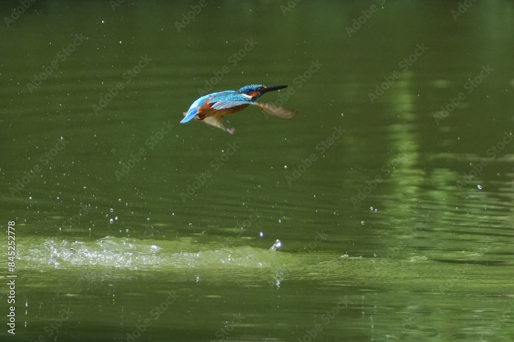 Sticker common kingfisher in a pond