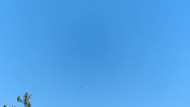 Il gabbiano in volo