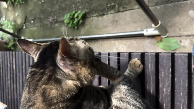 A brown taddy cat chilling on the floor of a traditional Japanese house.