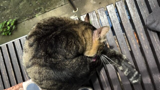 A brown taddy cat chilling on the floor of a traditional Japanese house.