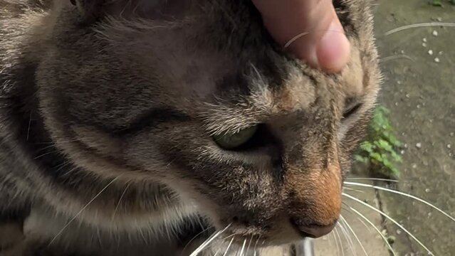 A brown taddy cat chilling on the floor of a traditional Japanese house.