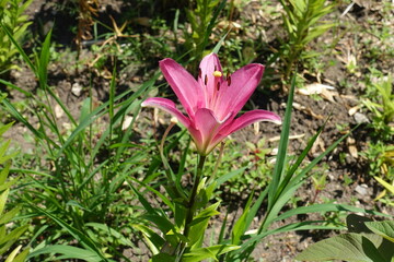 1 bright pink flower of lily in July