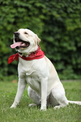 Cute labrador retriever in red bandana in the park