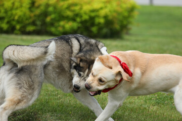 Dogs playing in the park. Husky with labrador retriever playing in the park