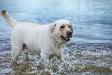 Dog playing in the water. Labrador retriever playing on the beach 