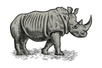 Fototapeta premium Rhino hand drawn illustration with color