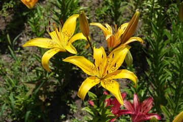 Fototapeta premium Three spotted yellow flowers of lilies in June