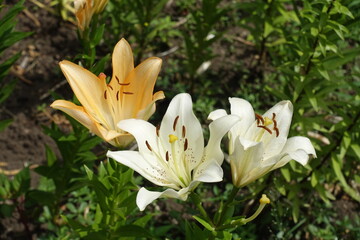 White and orange flowers of lilies in July