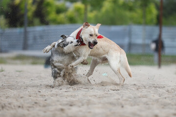 Naklejka premium Dogs playing in the sand. Husky with labrador retriever playing on the beach