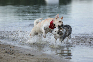 Dogs playing in the water. Husky with labrador retriever playing on the beach