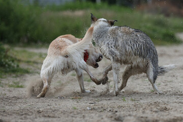 Dogs playing in the sand. Husky with labrador retriever playing on the beach