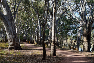 A walking trail by the Murrumbidgee River at the town of Hay in Australia.