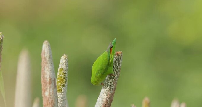 Vernal Hanging parrot picking grains carefully on a pearl millet during harvest time in India