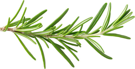 Obraz premium Fresh green rosemary sprig isolated on transparent background.