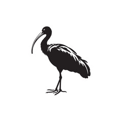 Ibis  Bird Silhouette: Vector Art Celebrating the Grace and Beauty of this Elegant Bird- Ibis Bird Vector - Ibis Bird Illustration.