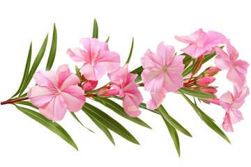 Nerium oleander  Pink oleander flowers isolated on white background with clipping path