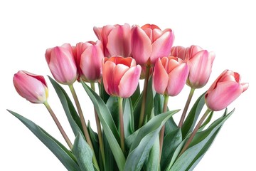 Fototapeta premium Bouquet of tulip on a white background. Clipping path