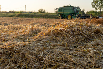 Wheat field in harvest season with combine harvester