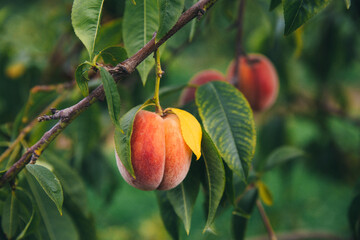 Fragrant ripe peach on a tree branch close-up